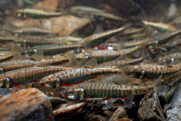 Elritze, (c) Jonas Steiner