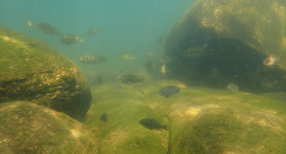 Lake Chala haplochromines by Florian Moser and Jacco van Rijssel