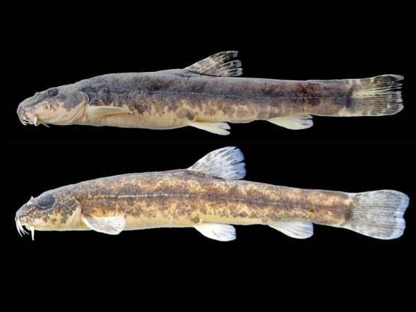 Fische
