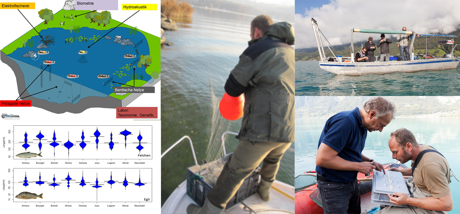 Projet Lac pictures and graphs created by Tim Alexander, Pascal Vonlanthen, Guy Periat and Eawag