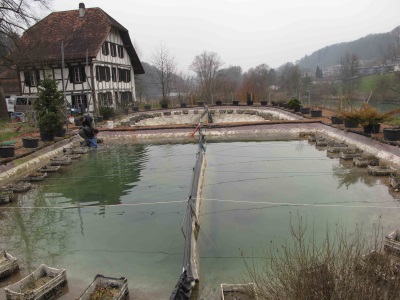 experimental ponds at Hasli