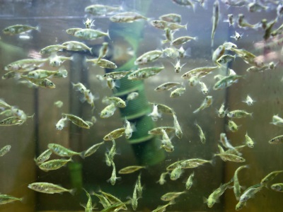 threespine sticklebacks